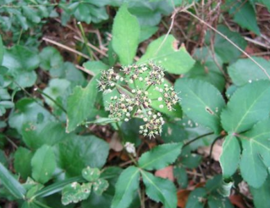 바디나물1