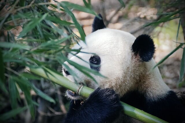 담양 대나무축제