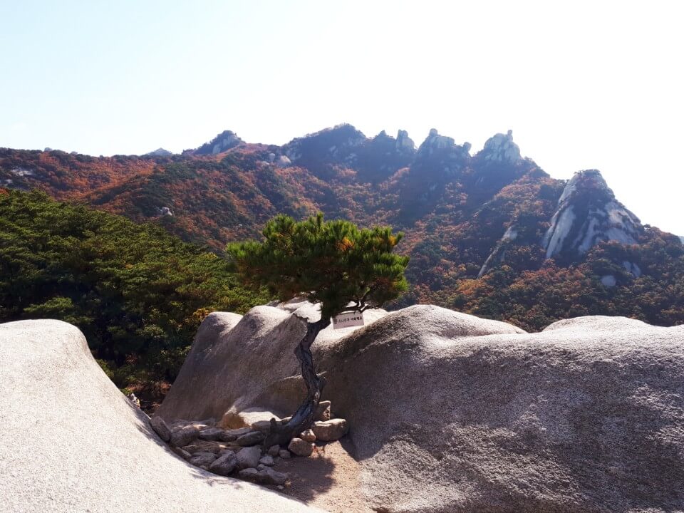 전국 단풍명소, 절정시기