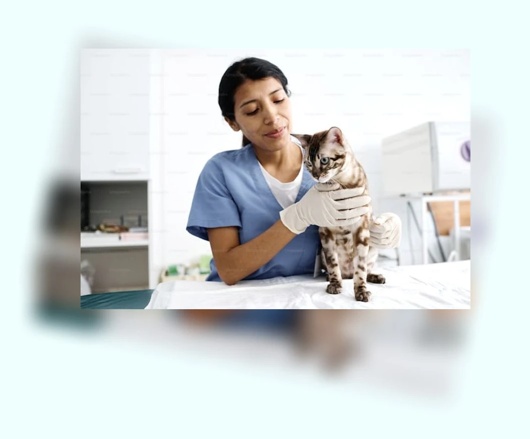 새끼 고양이 건강 관리_3_subsection