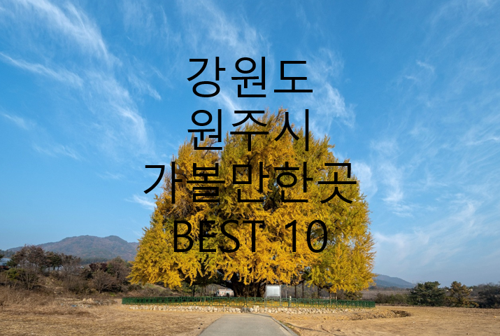 강원도 원주시 은행나무 사진