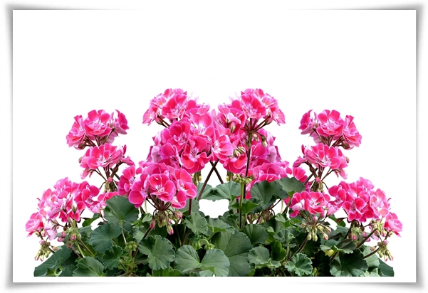 "제라늄 키우기" 365일 꽃을 피우며 향기와 아름다움과 공기 정화까지!