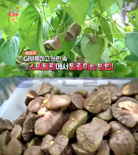 6시내고향 전남 영광 위장 건강 뼈 골다공증 도움 열매마 하늘마 파는 곳 전국 택배 온라인 전화 주문 추천 