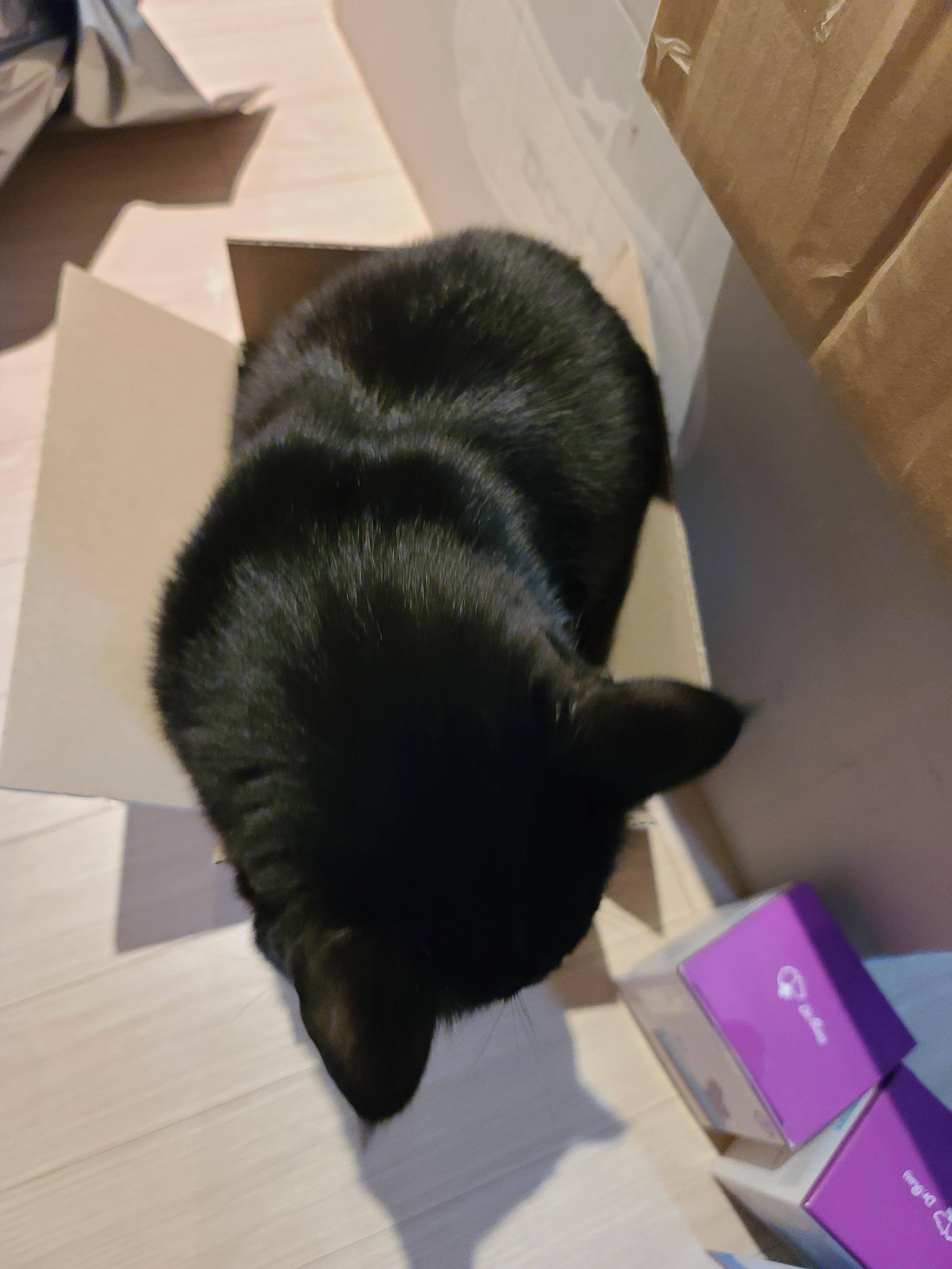 고양이 오메가3