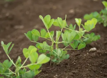 땅콩 효능 및 영양성분, 부작용