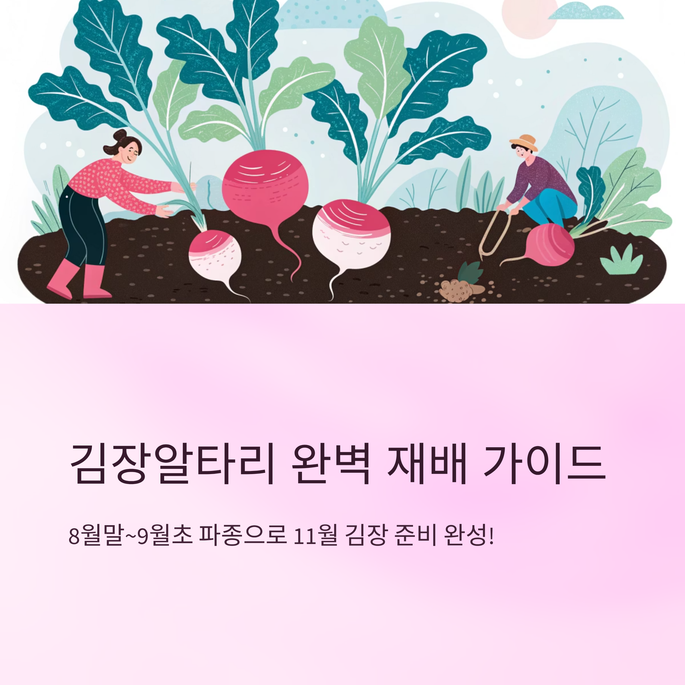 김장알타리심는시기와 재배 꿀팁 총정리