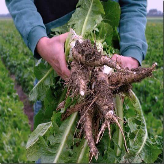 치커리 뿌리를 들어 보이는 농부