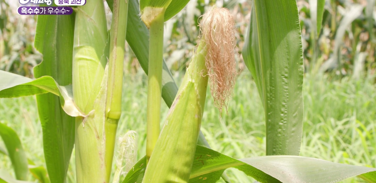 6시내고향 다시보기