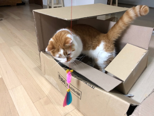 고양이와놀아주기