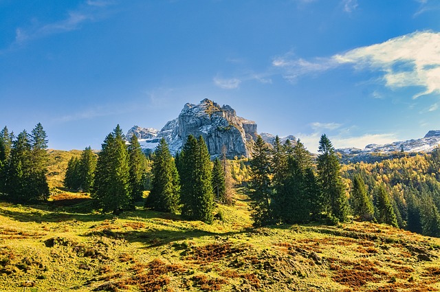 임업직불금 신청자격