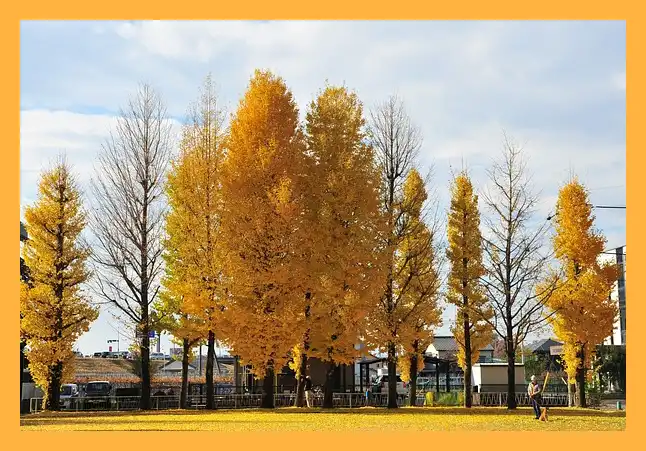 문광저수지 은행나무길