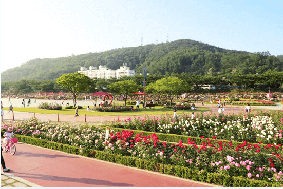 삼척장미축제-사진6