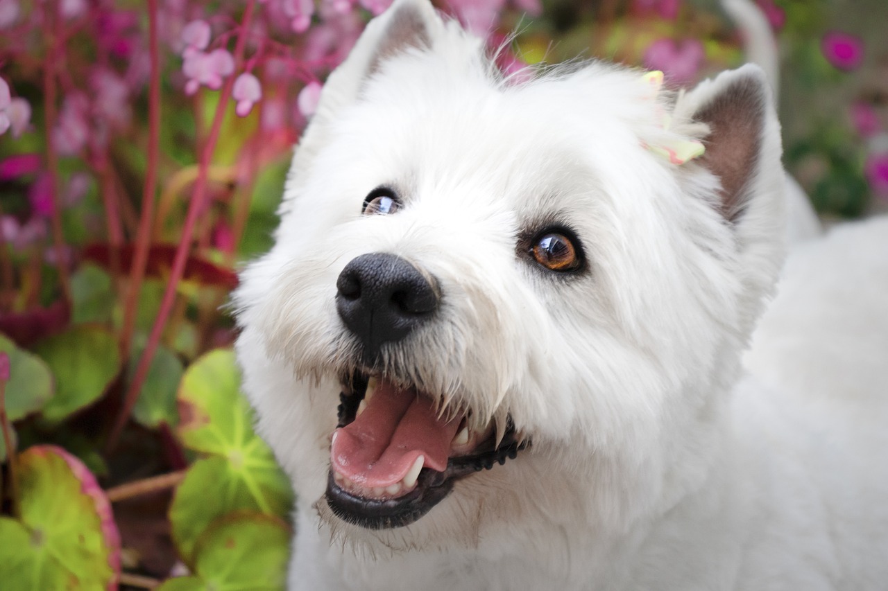 웨스트 하이랜드 화이트 테리어(West Highland White Terrier)