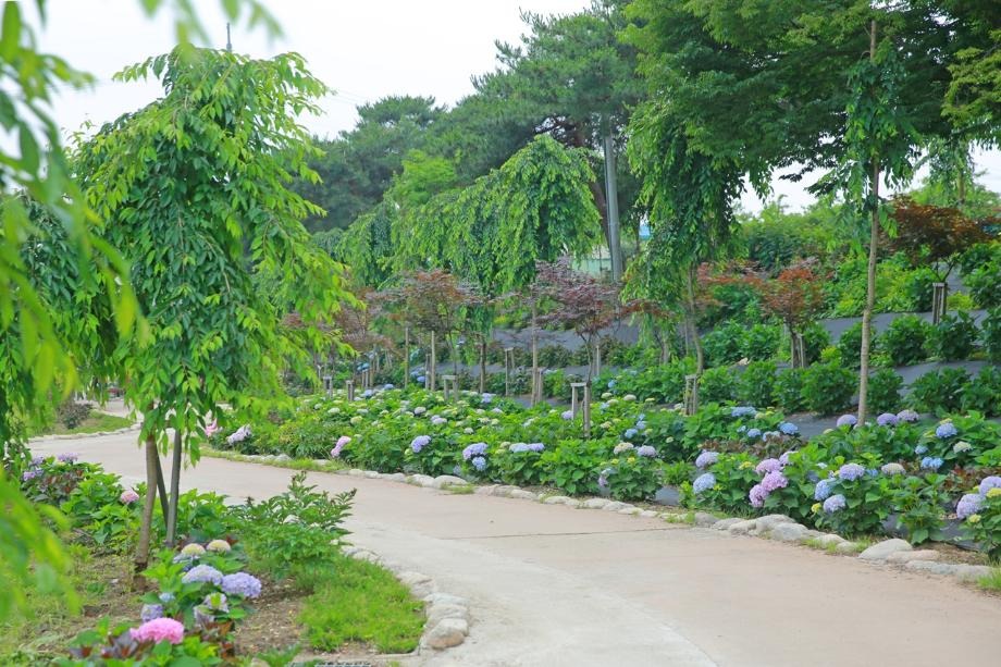 공주 유구색동수국정원 꽃축제