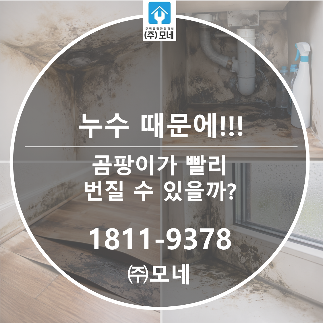 누수 때문에 곰팡이가 2배 빨리 번질 수 있을까?