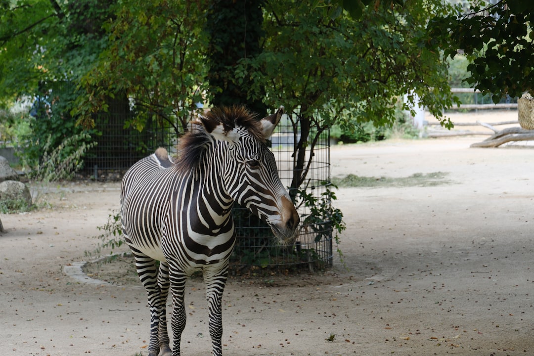 Zoo