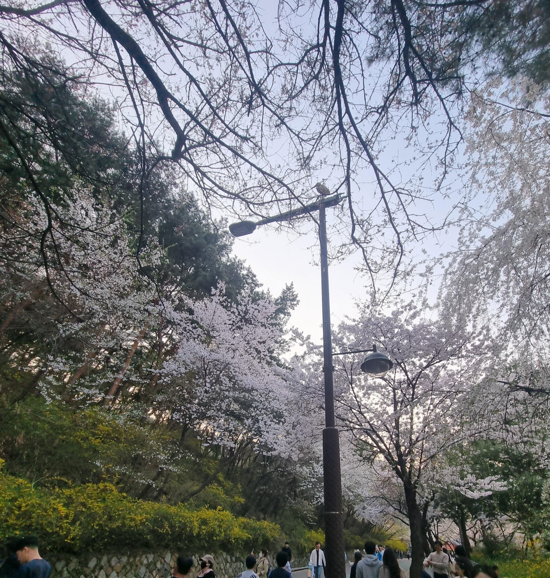 꽃구경 가기 좋은 곳