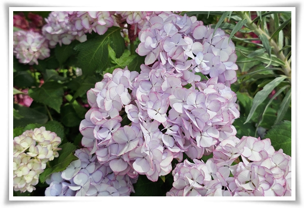 "수국" 여름의 아름다움을 한껏 품은 매력적인 꽃!