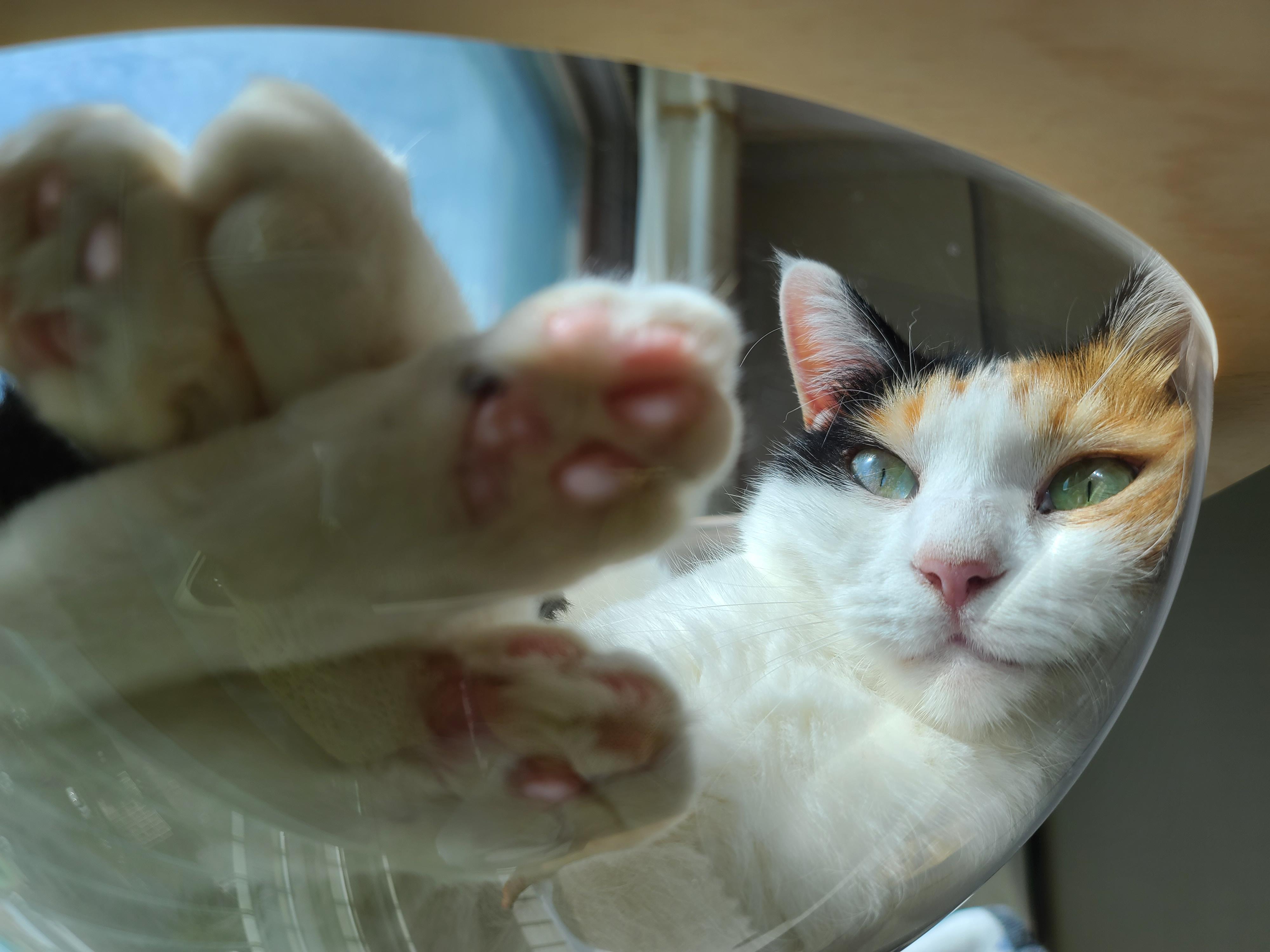 투명캣볼마니아 요미 (feat.잔뜩 눌린 볼따구)