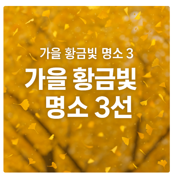 전국 은행나무길 명소 BEST 3