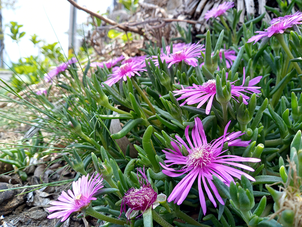 송엽국
