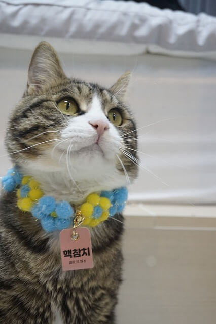 반려견 등록 미등록시 과태료100만원 동물등록제