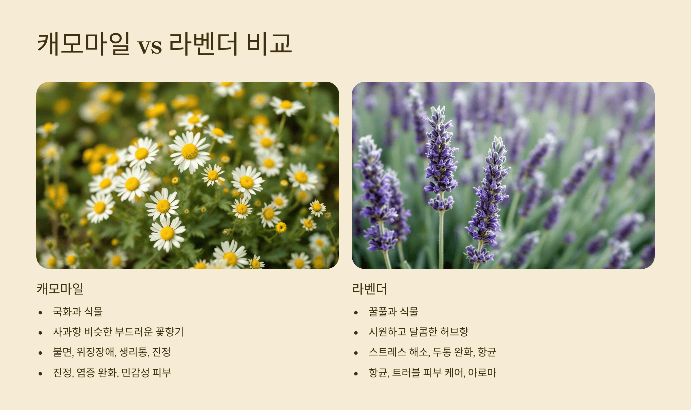 캐모마일차 사진입니다.