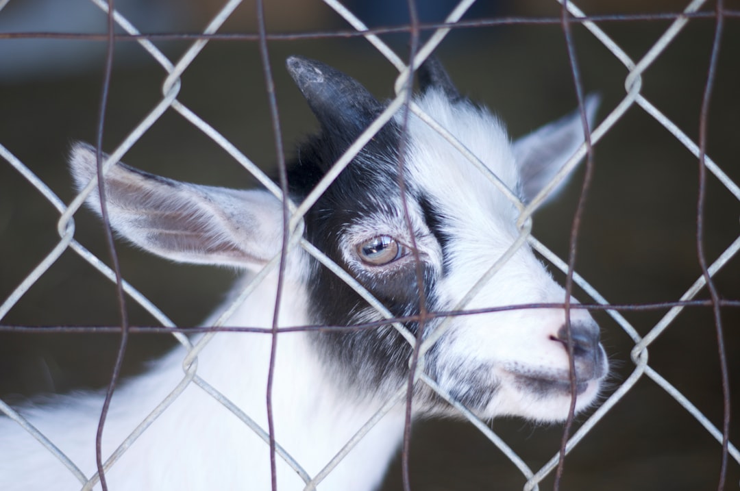 Black goat