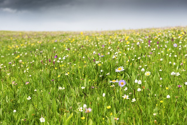 제주도 한라산 야생화가 핀 모습