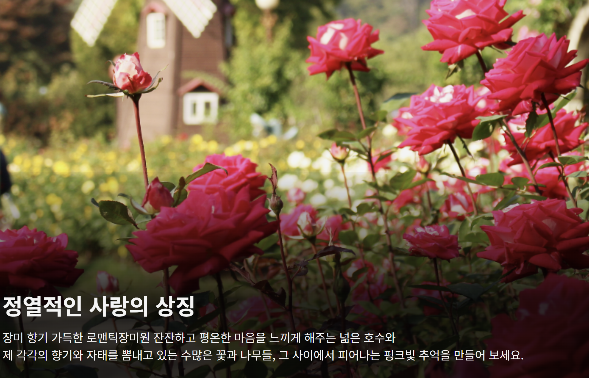 서울대공원 장미원