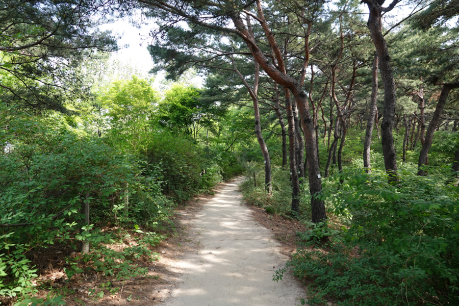 남산 소나무 힐링숲