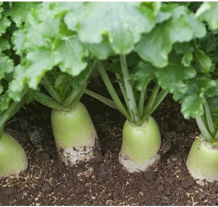 위염에 좋은 음식