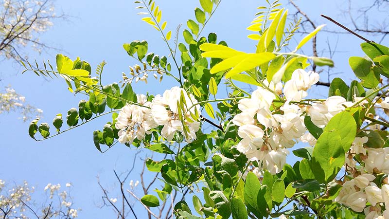 인왕산(仁旺山, Inwangsan) 아까시꽃