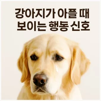 강아지 아플 때 증상 10가지 주의해야 할 건강 신호_20