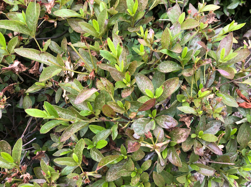 진달래방패벌레4