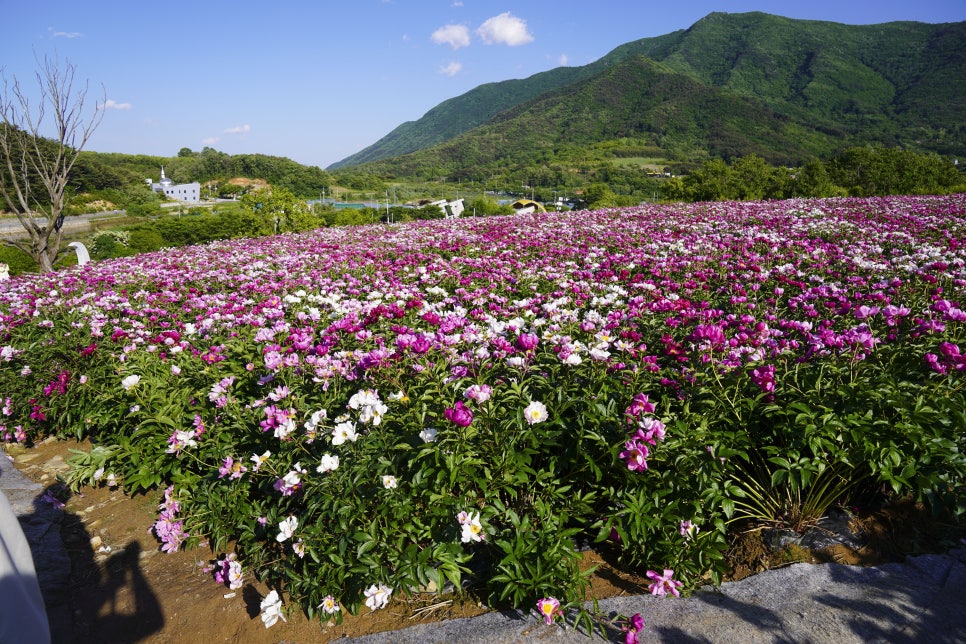 [5월 여행]영천작약꽃축제❘영천 삼창리&middot;정각리 작약꽃밭, 그리고 보현산약초식물원까지