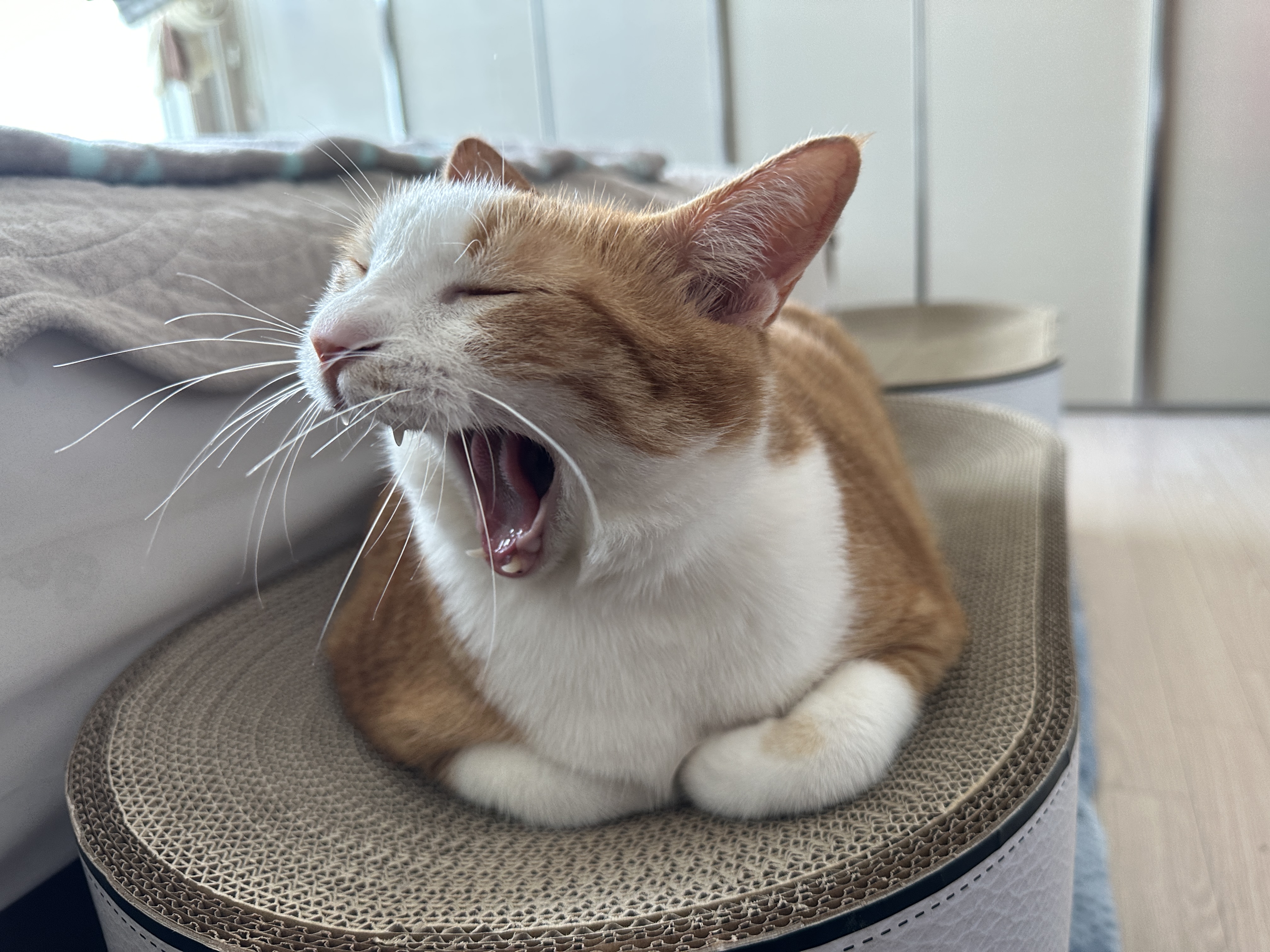 새_스크래쳐_위에서_하품하고_있는_호야