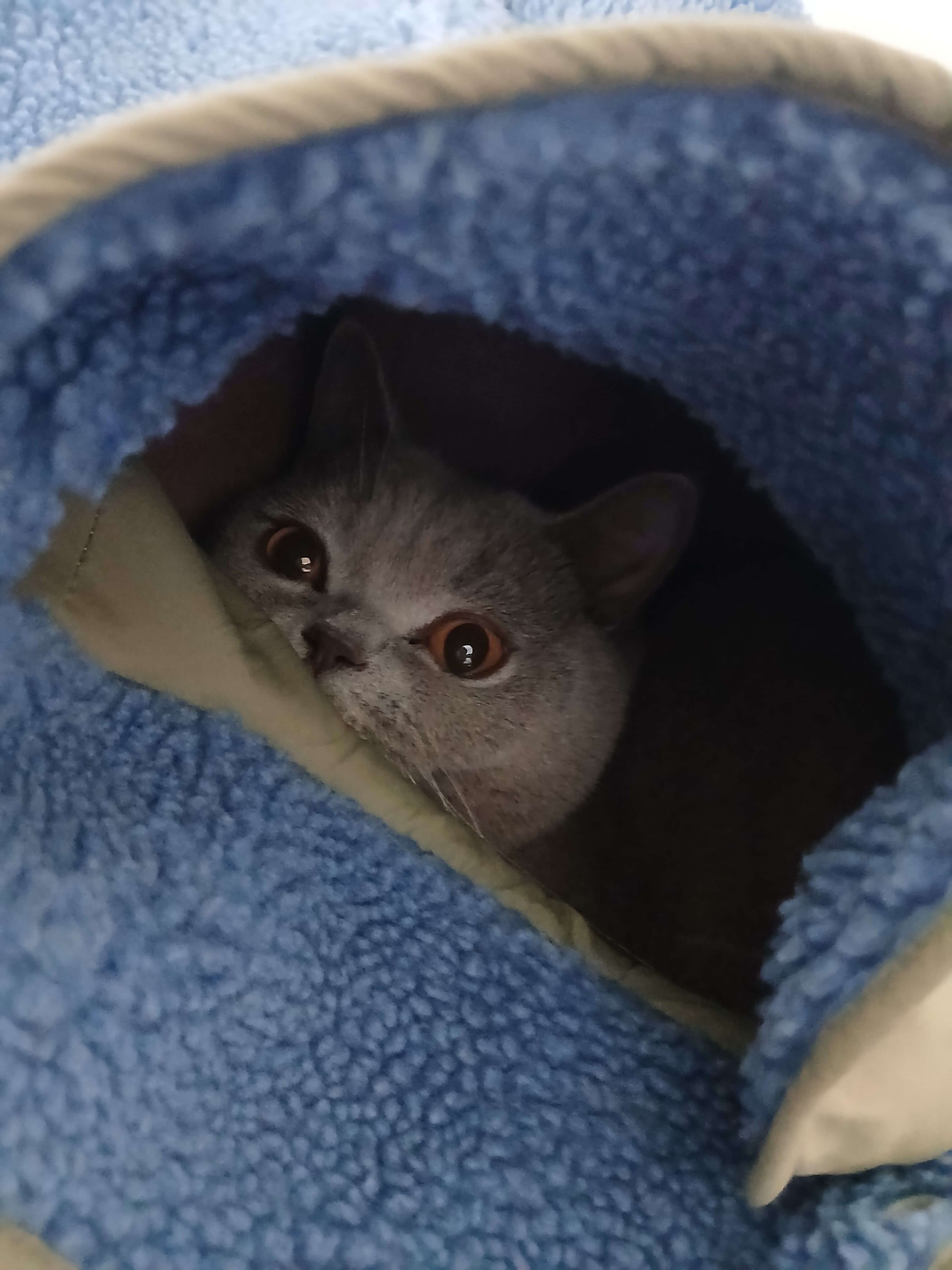 의자 위 점퍼 속에 숨은 고양이 누니, 고양이 아지트 만들기