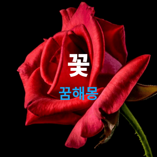 꽃-꿈해몽-썸네일