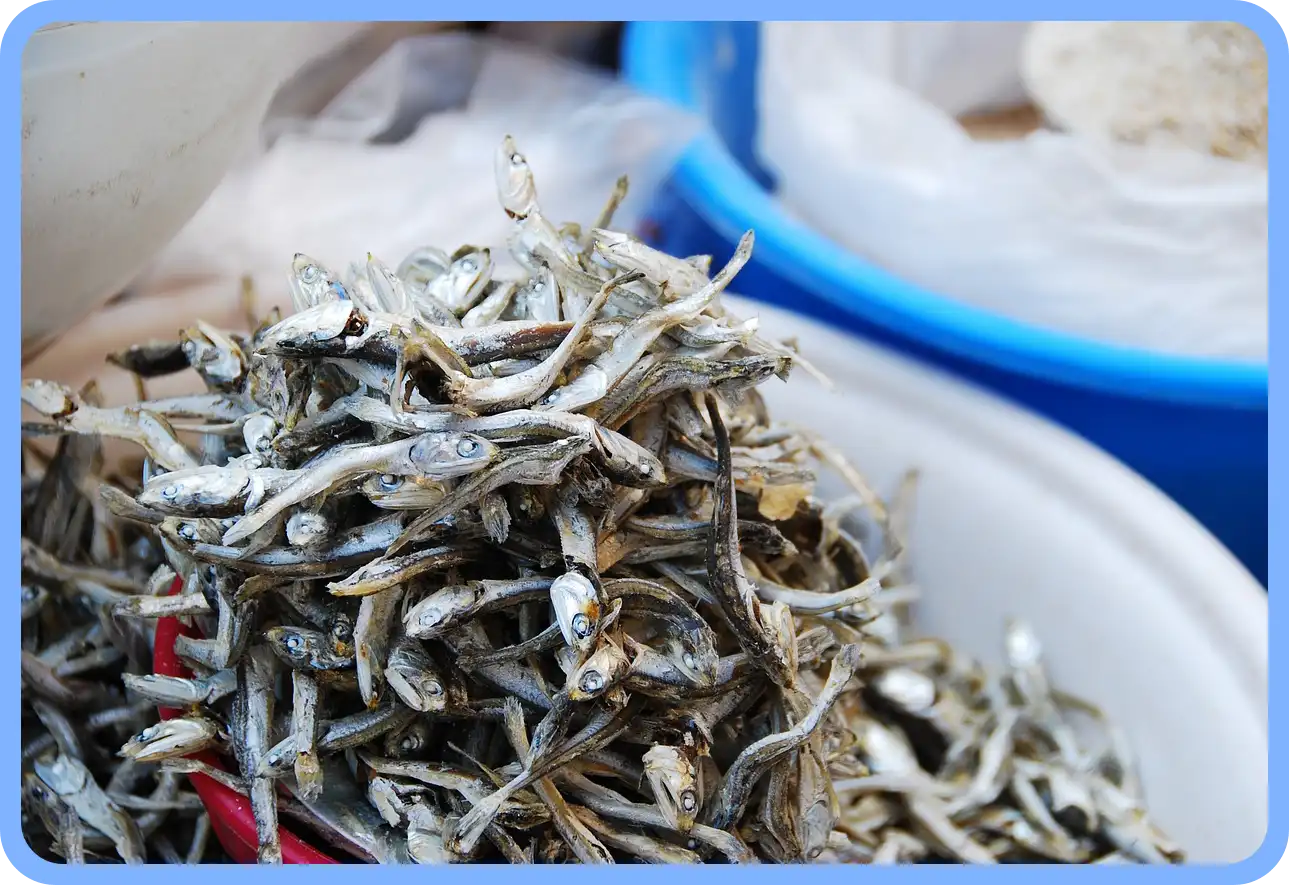 멸치젓 새우젓 굴 천일염 김장 재료 할인 세일 50% 코리아 수산 페스타