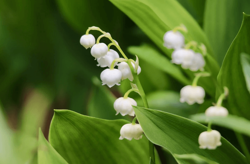 Lily of the Valley
