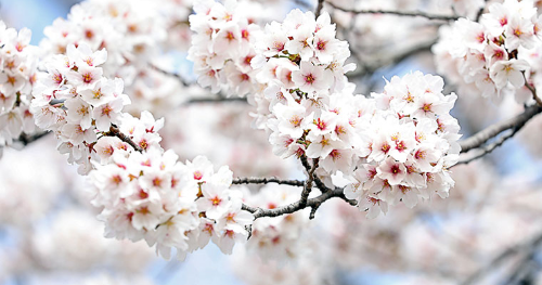 서울 벚꽃 명소