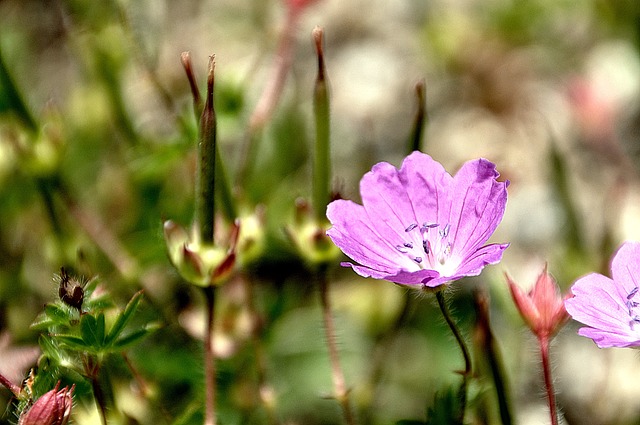 실내정화식물 5가지 가격 및 장단점 알아보기 