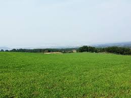 허수아비 청보리 축제 기본일정과 특징 소개