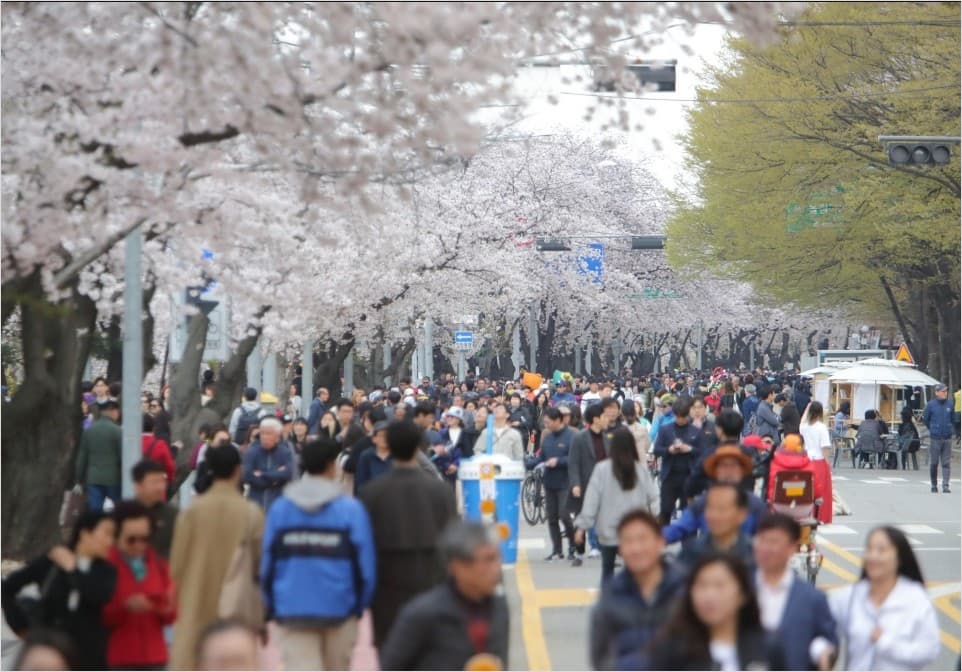 여의도 벚꽃
