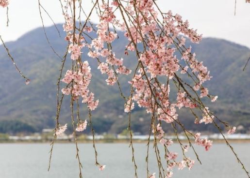 광주 벚꽃