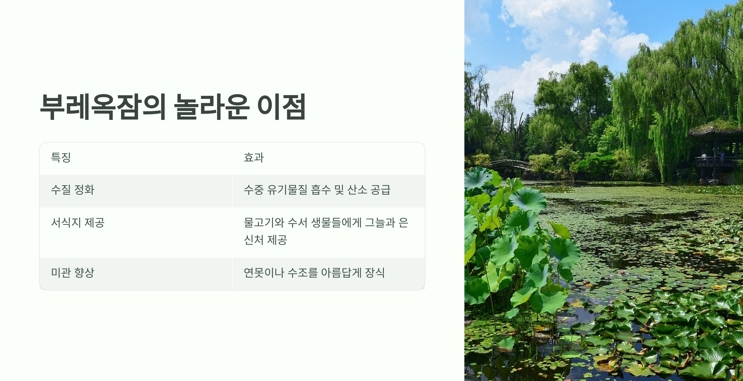 부레옥잠