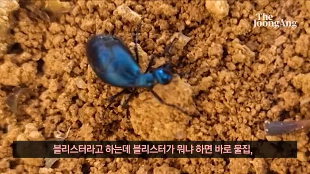 남가뢰-독