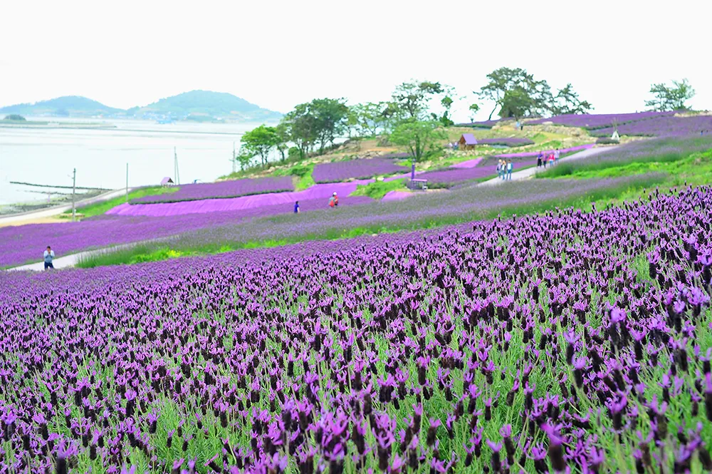 2025 퍼플섬 라벤더 축제 이미지