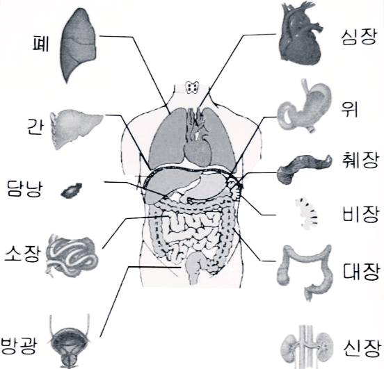 동의보감에서 본 장부와 오장 육부